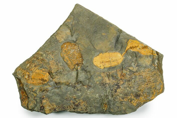 Bright-Orange Dalmanitid (Ormathops) Trilobites - Morocco #353402